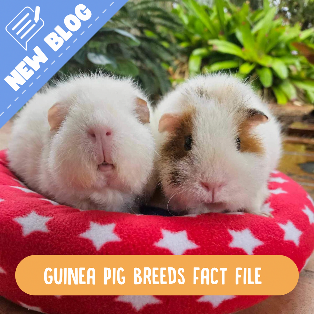 Two Guinea pigs in a lap pad