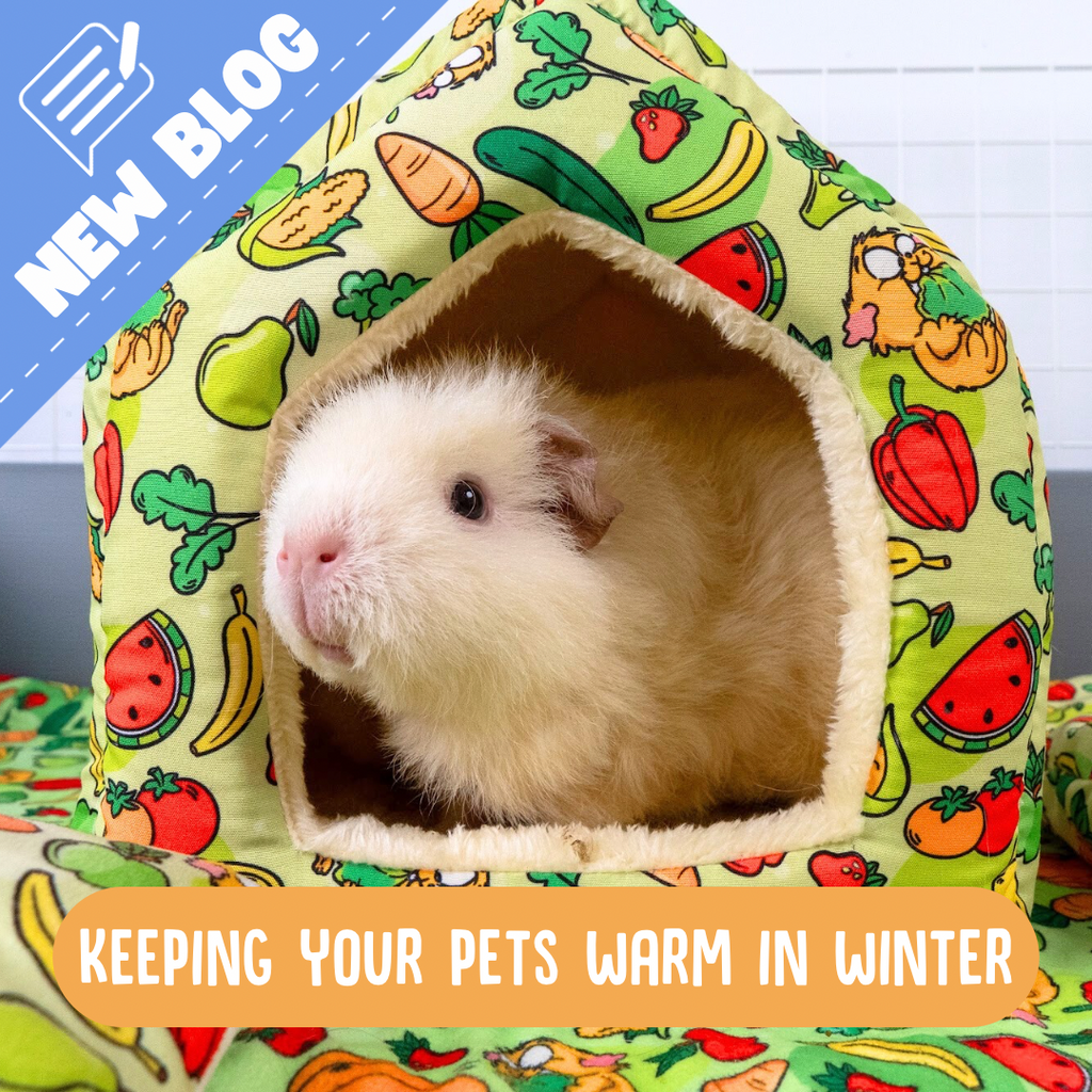 Guinea pig looking out of a cosy bed 