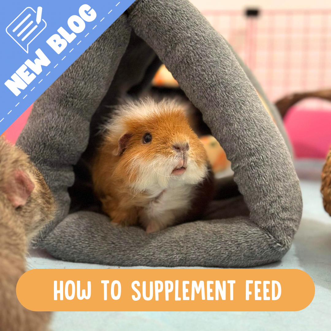 Supplement feeding Guinea Pigs Australia