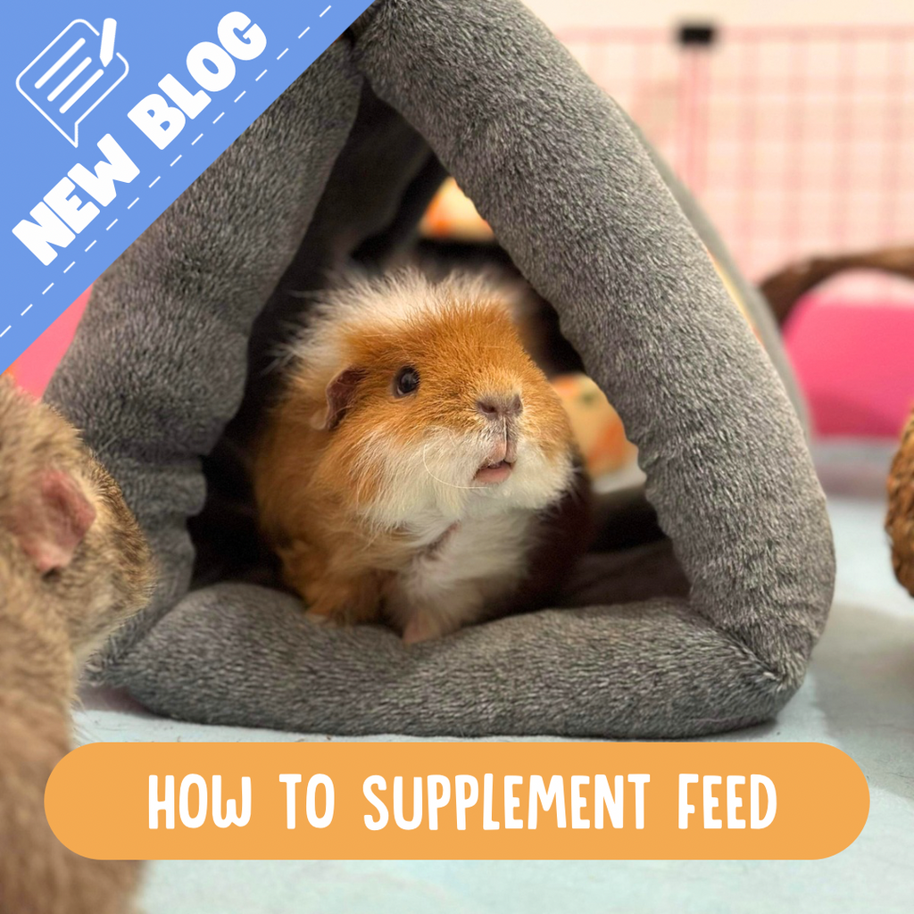 Guinea pig supplement feeding 