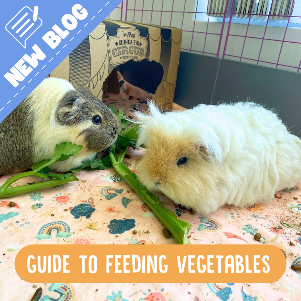 Two Guinea pigs eating vegetables 