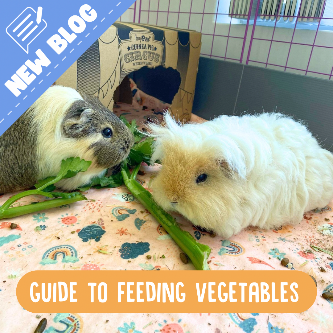 Which vegetables can you feed to your Guinea Pig Guinea Pigs Australia