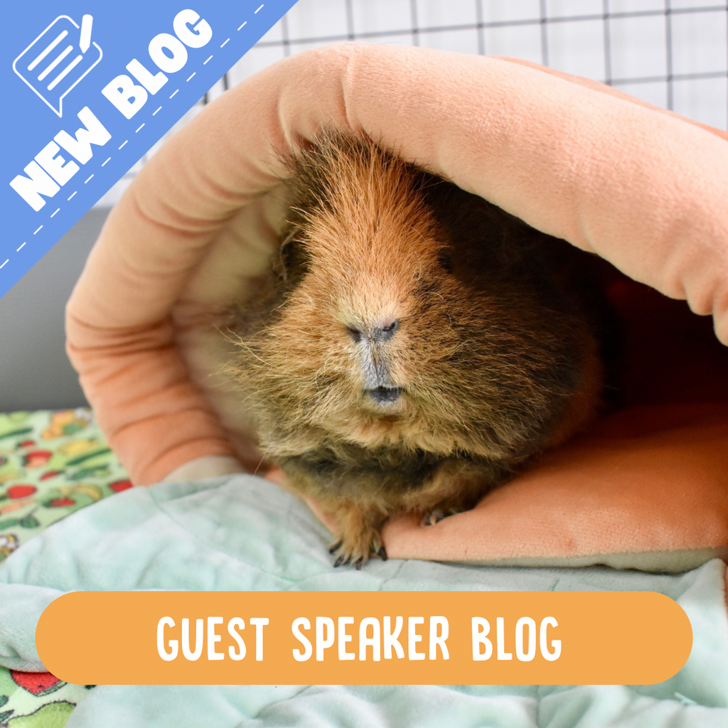 Fluffy brown guinea pig inside a cosy carrot bed 