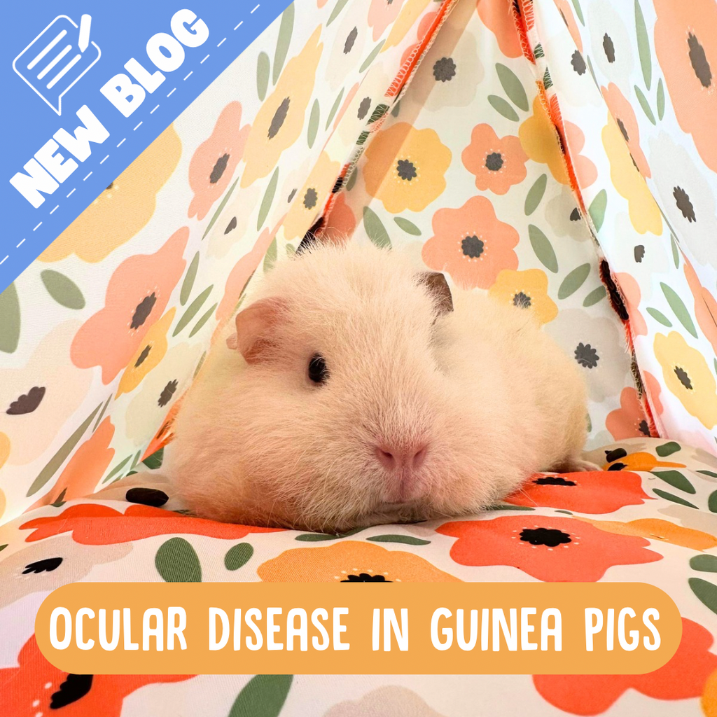 White Guinea pig sleeping inside a flower tent 