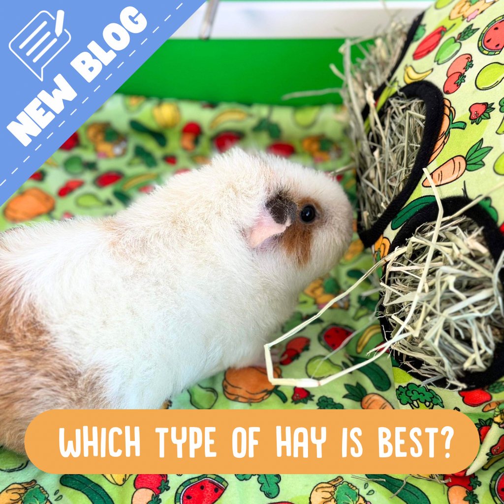 Best type of hay for guinea pigs hotsell