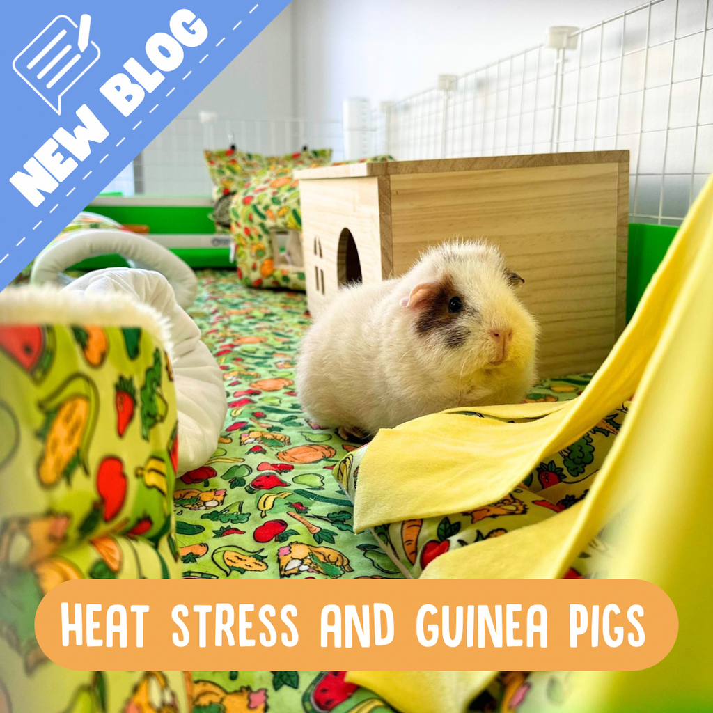 Guinea pig in an ozzy c and c cage surrounded by fleece toys and accessories 