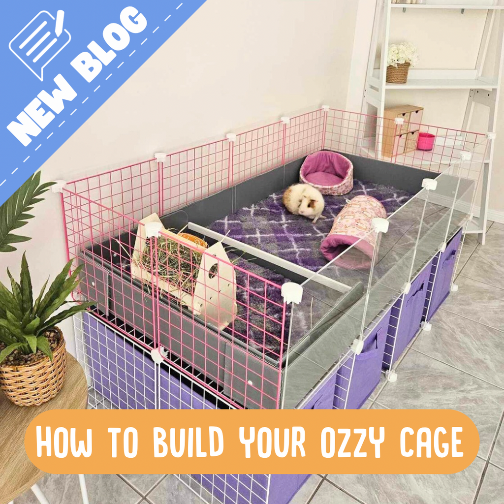 Guinea pig in an ozzy c and c cage 