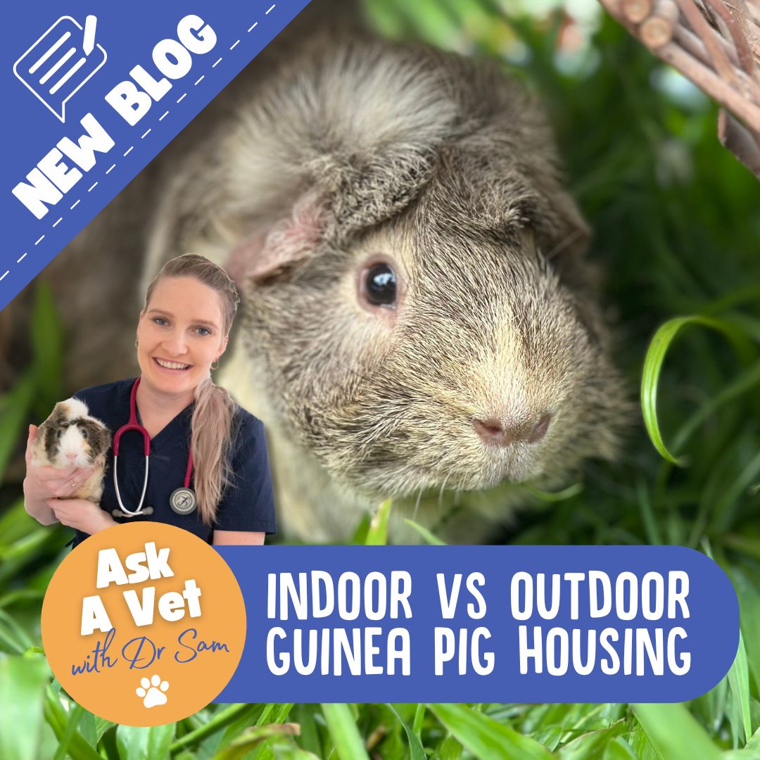 Indoor vs Outdoor Housing for Guinea Pigs: A Vet’s Perspective