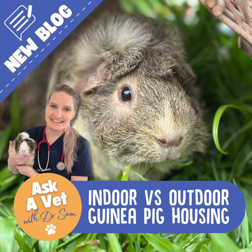 Indoor vs Outdoor Housing for Guinea Pigs: A Vet’s Perspective