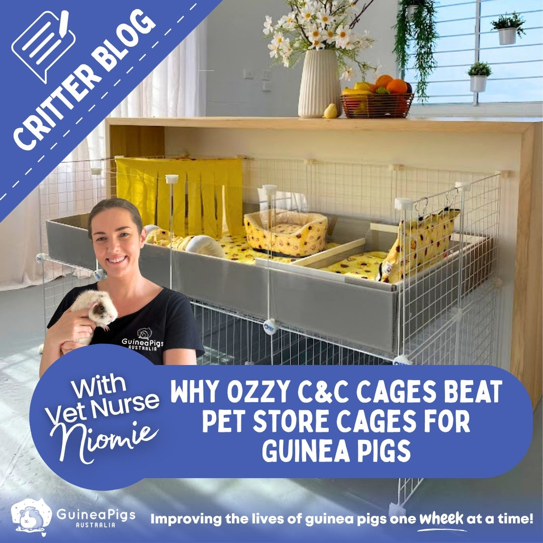 Why Ozzy C&C Cages Beat Pet Store Cages for Guinea Pigs