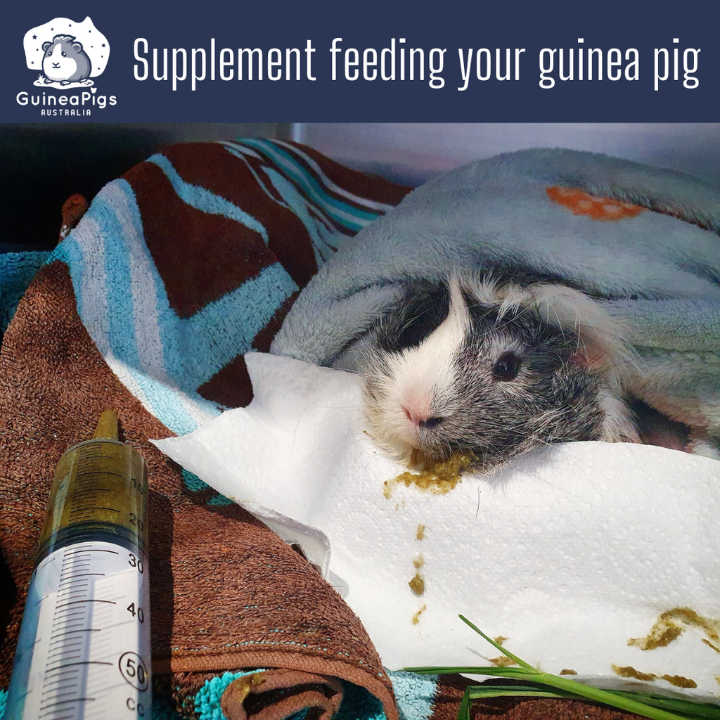 Supplement feeding your Guinea Pig