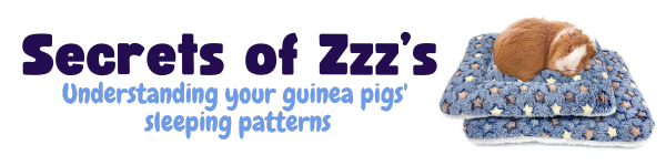 Understanding Your Guinea Pigs' Sleeping Patterns