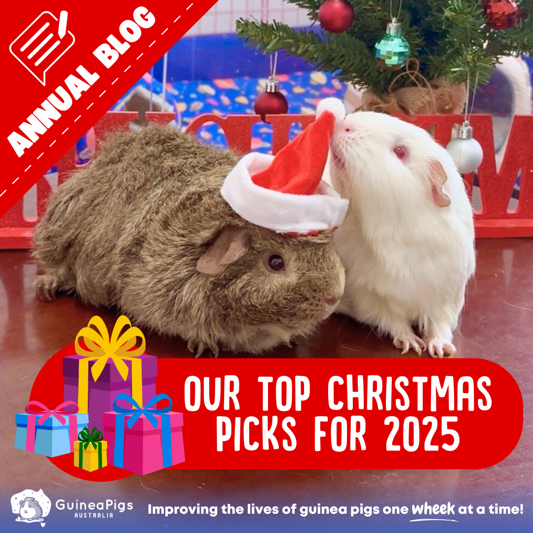 Our Top Christmas Picks for 2025