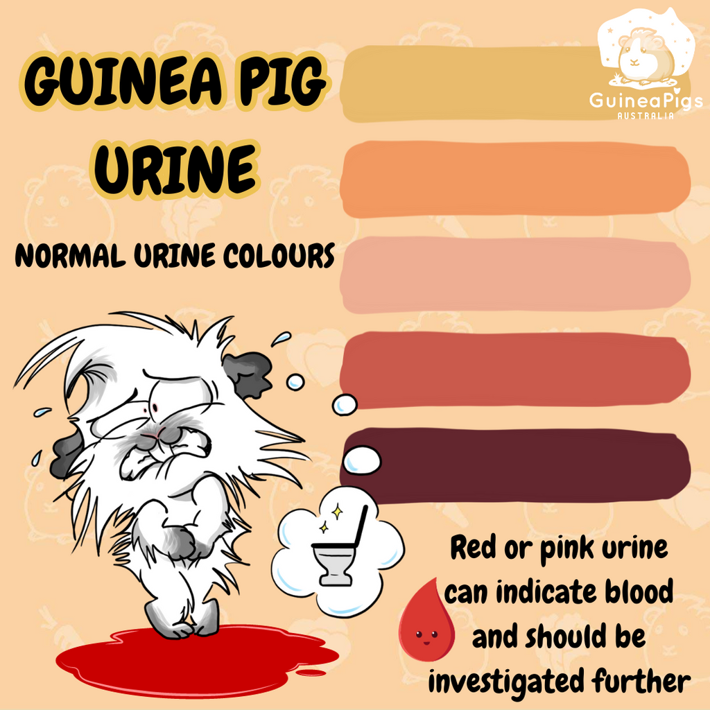 HELP! My guinea pig has red urine!