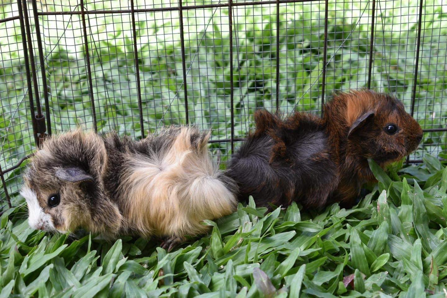 Abyssinian Piggies Guinea Pigs Australia