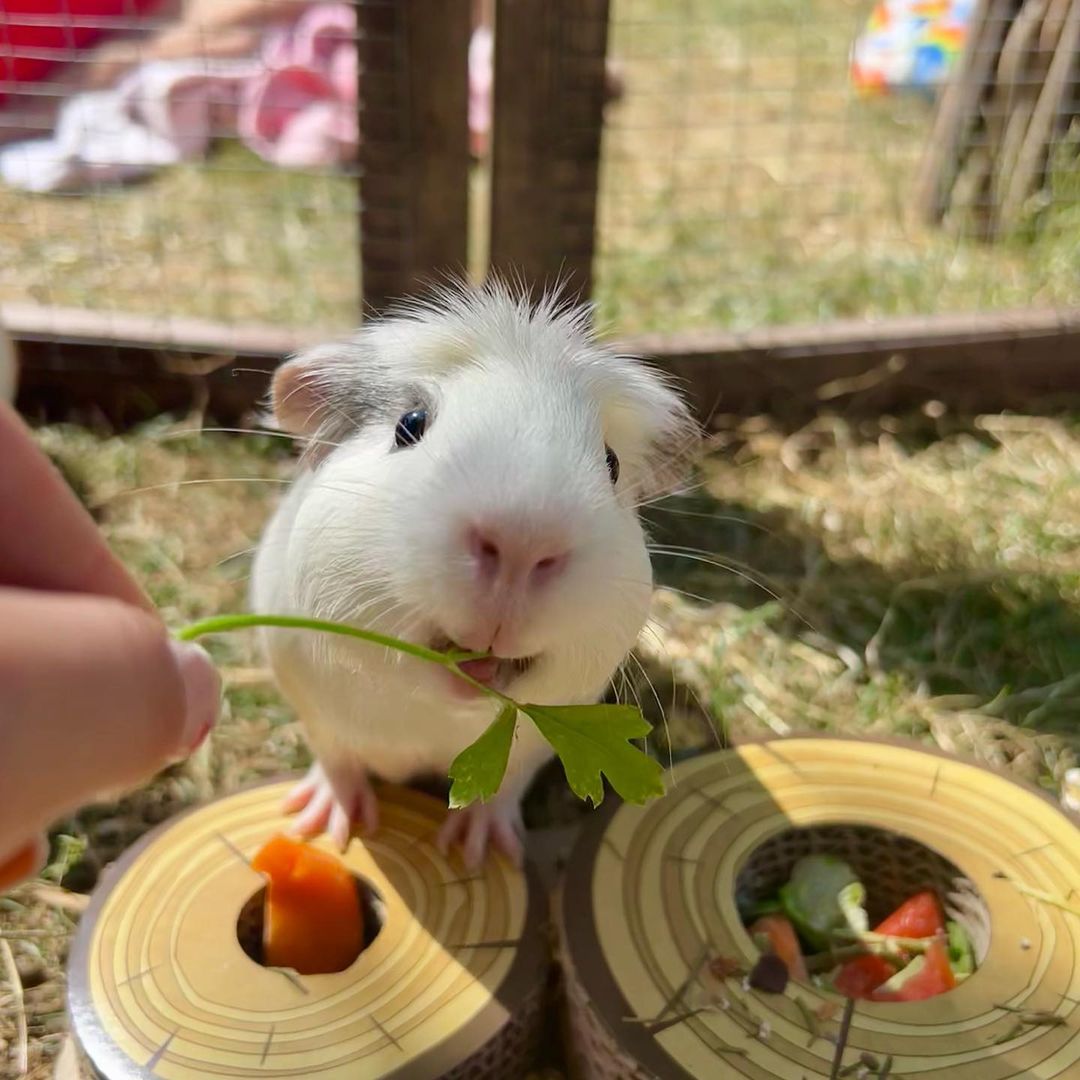 Cage Accessories - What You Need to Know - Guinea Pigs Australia