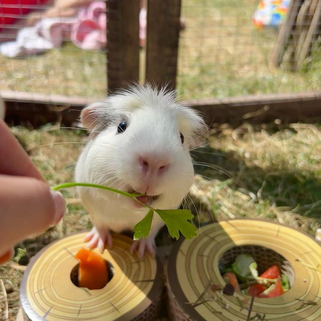 Cage Accessories - What You Need to Know - Guinea Pigs Australia