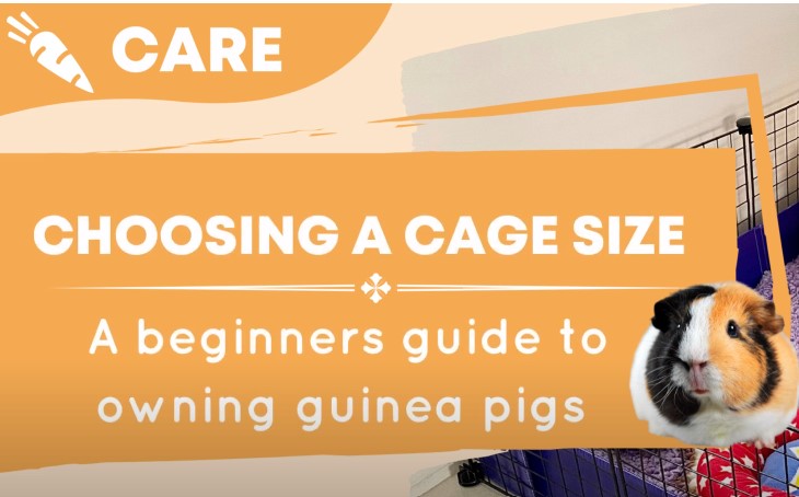 CHOOSING THE RIGHT CAGE SIZE | OZZY CAGES