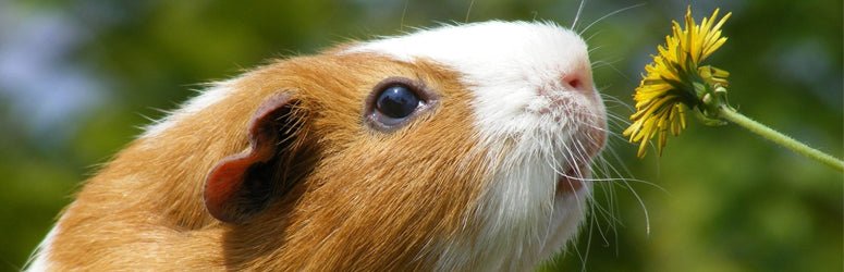 Forages for guinea pigs and rabbits | Guinea Pigs Australia - Guinea Pigs Australia