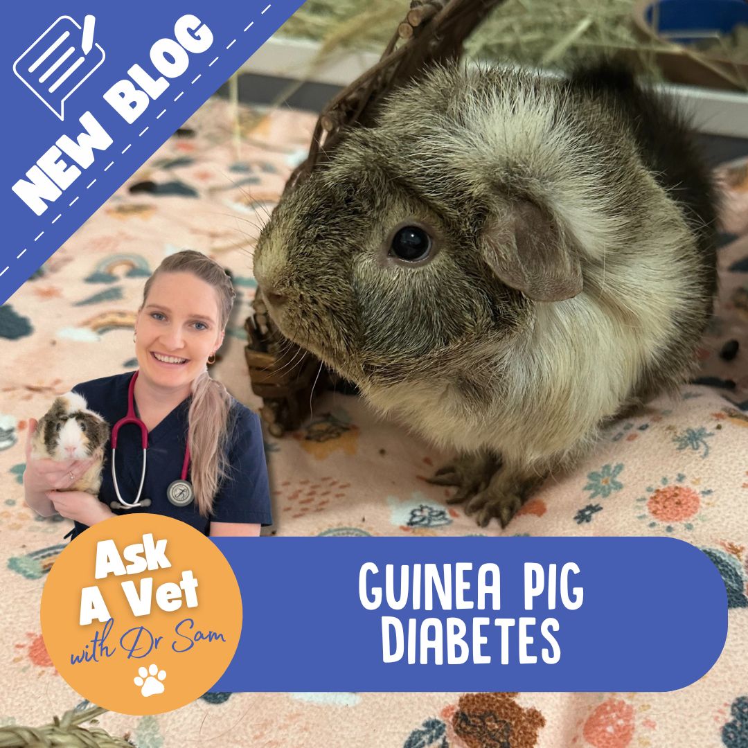 View of Diabetes in Piggies – Guinea Pigs Australia