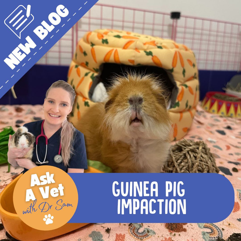 Understanding Impaction in Guinea Pigs