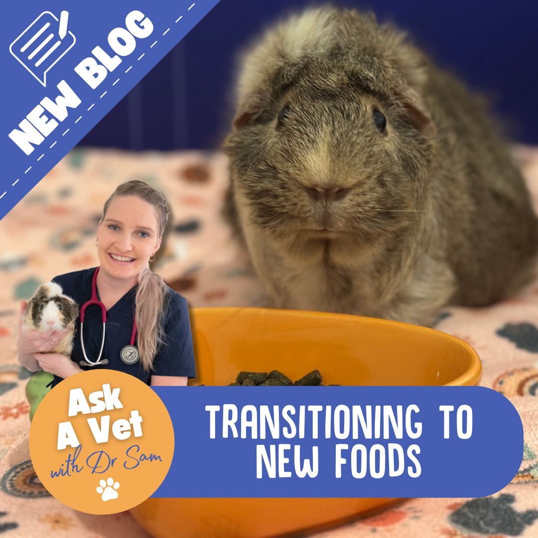 How to Transition Your Guinea Pig to New Hay, Pellets and Other Foods