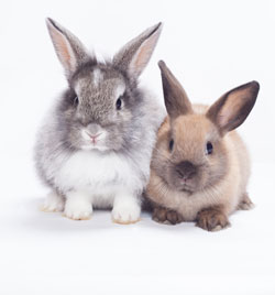 All Rabbit Products : Ultimate Rabbit Collection