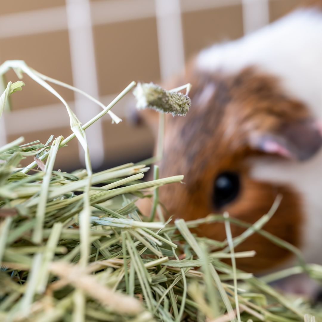 Ozzy Pets Australian Timothy Hay ~1.5kg