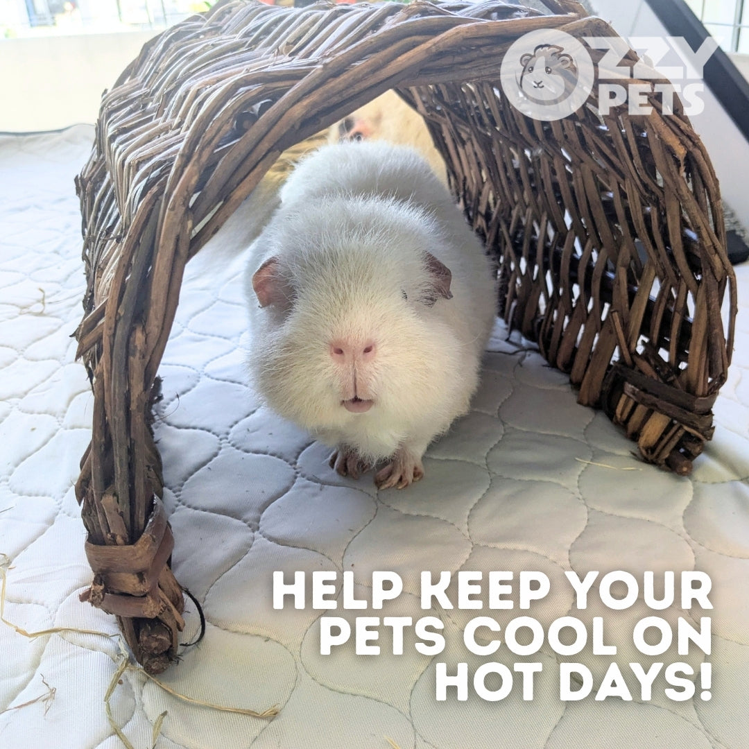 guinea pig on a cooling liner
