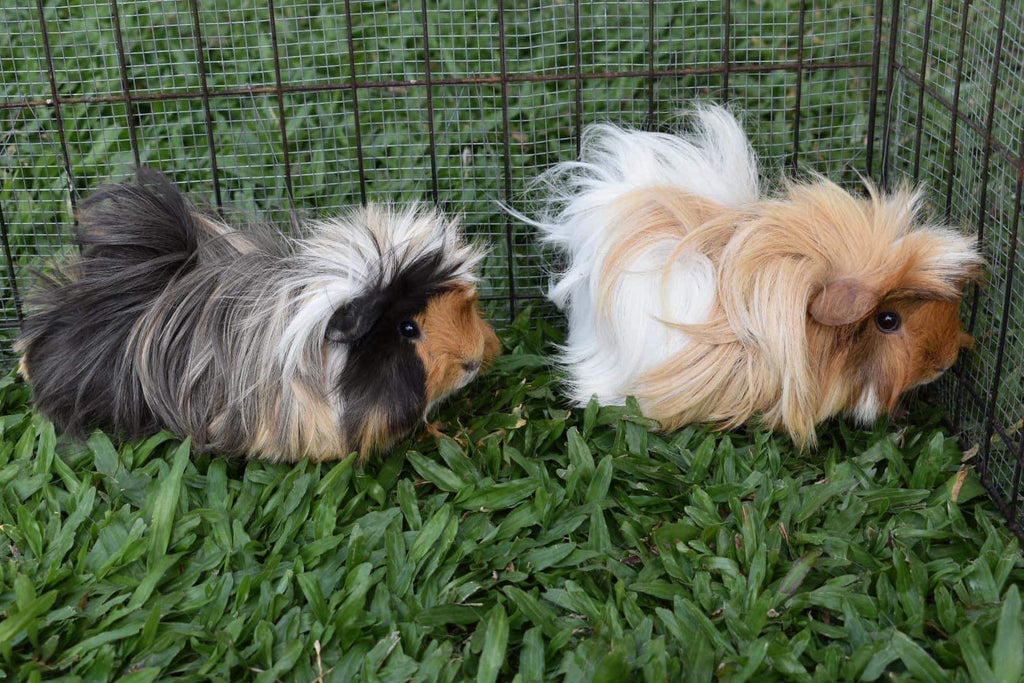 Guinea pigs on the grass