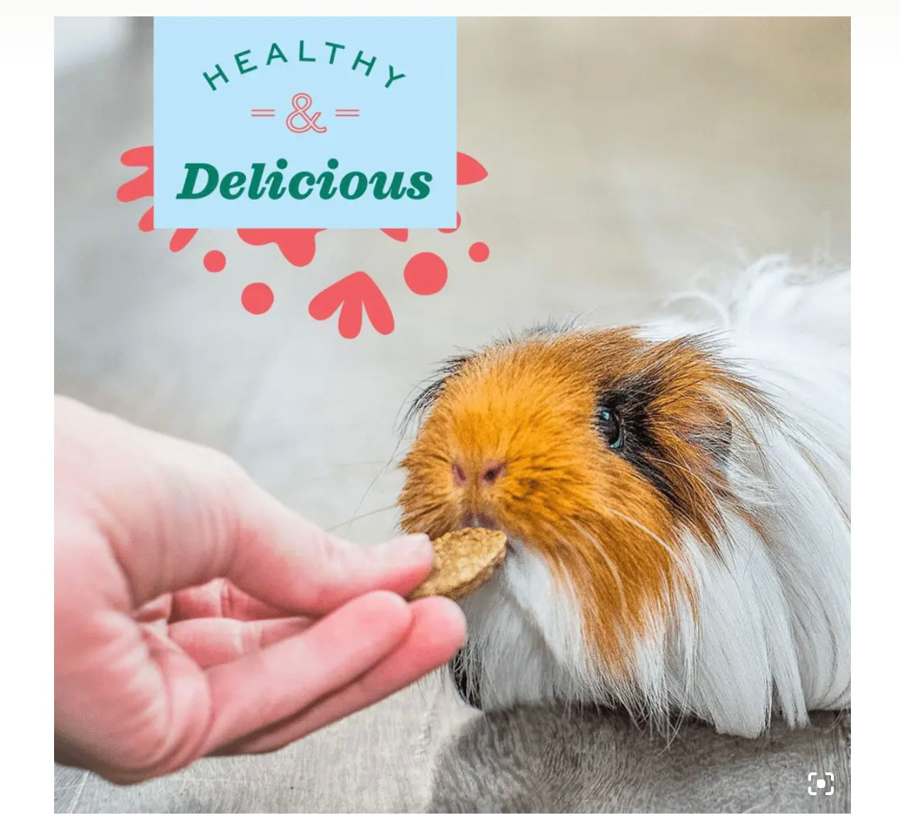 Beautiful view of Guinea Pig Pumpkin Vitamin C And Immune System Support And Modulation