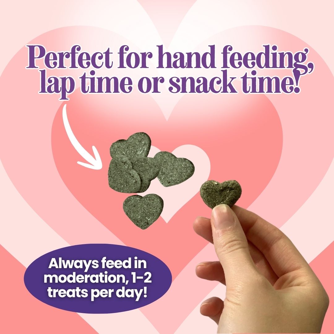 Bonding Besties Bundle - Bonding & Taming Value Pack for Guinea Pigs & Dwarf Rabbits