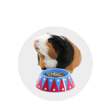 Best place to buy guinea pig supplies best sale