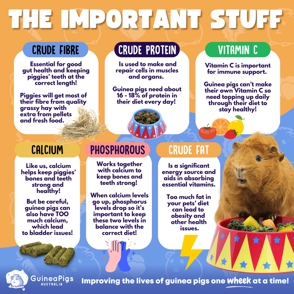 Graphic explaining the important components found in guinea pig pellets. 