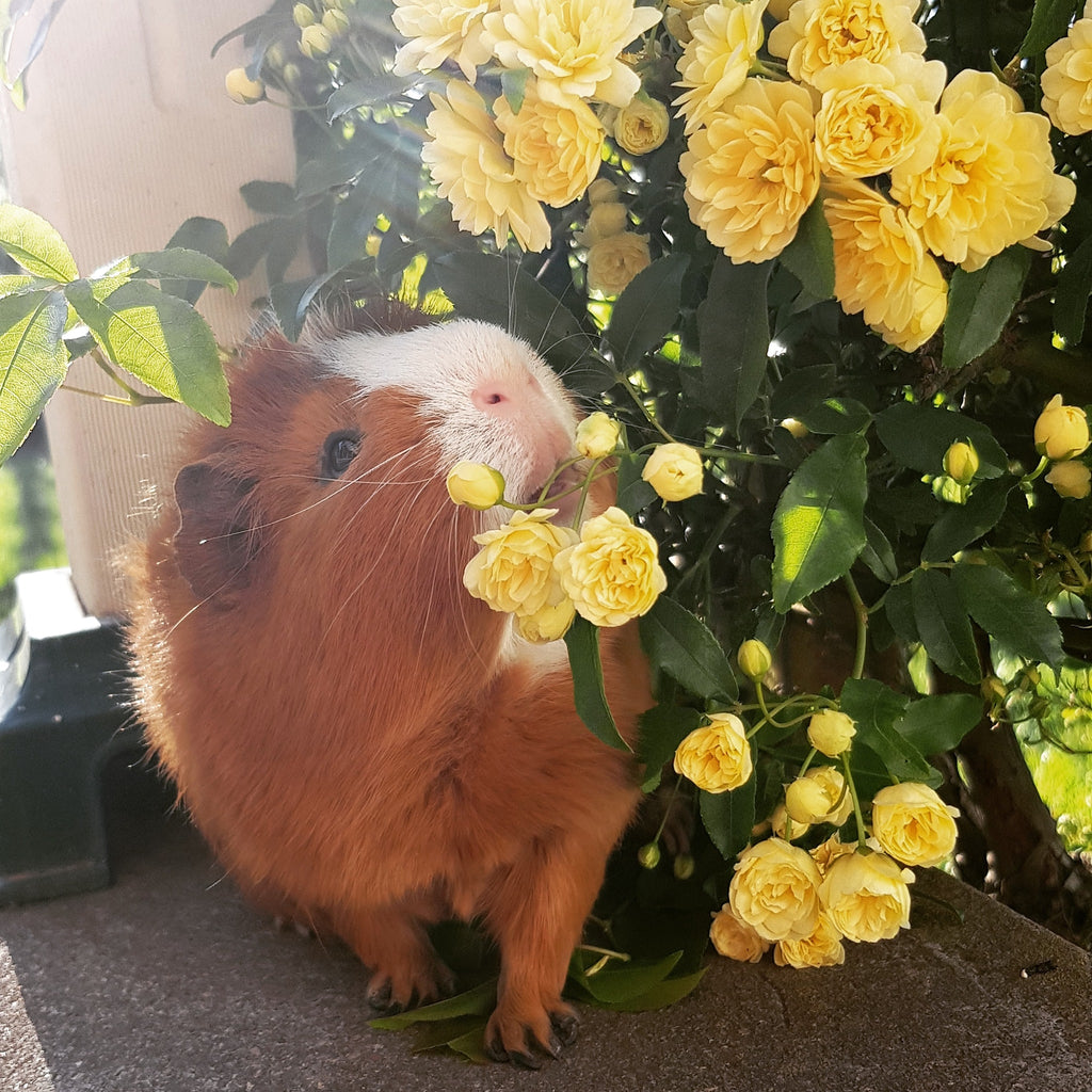 Guinea pig smelling the flowers