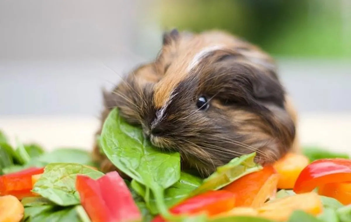 Vegetables, Fruits and Herbs | Guinea Pigs Australia