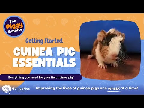 Guinea Pig Care Guide