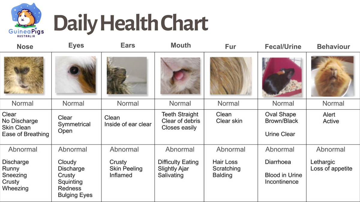 Health Care Chart for Guinea Pigs Guinea Pigs Australia