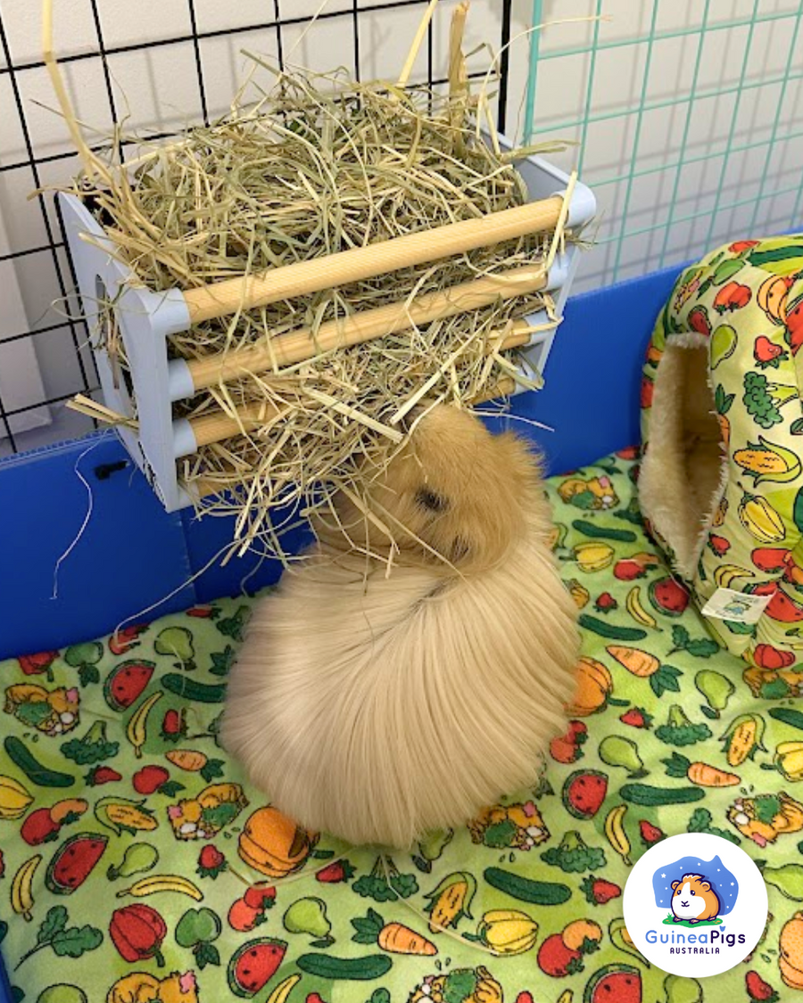 Bedding Options for Guinea Pigs | Guinea Pigs Australia