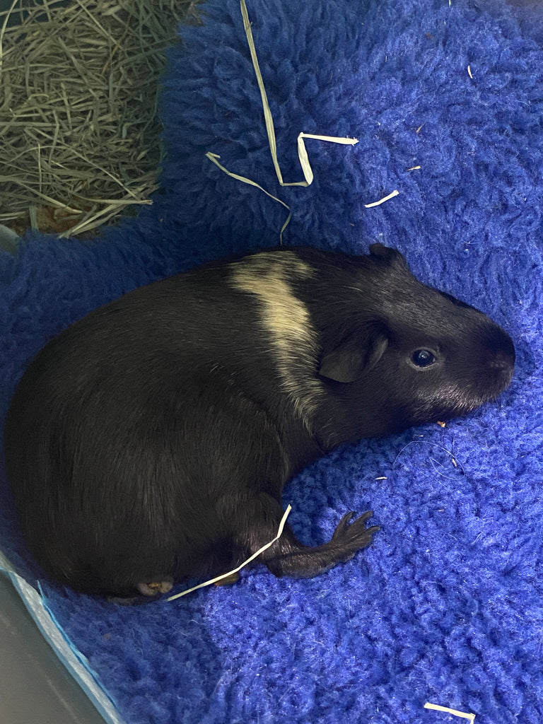 Older guinea pig laying down