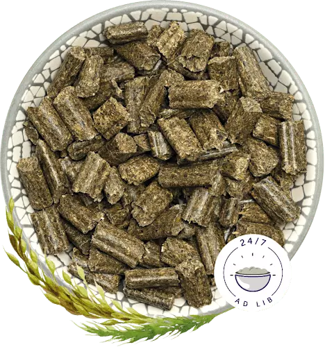 Bunny Nature Rabbit Dream Young 1.5kg