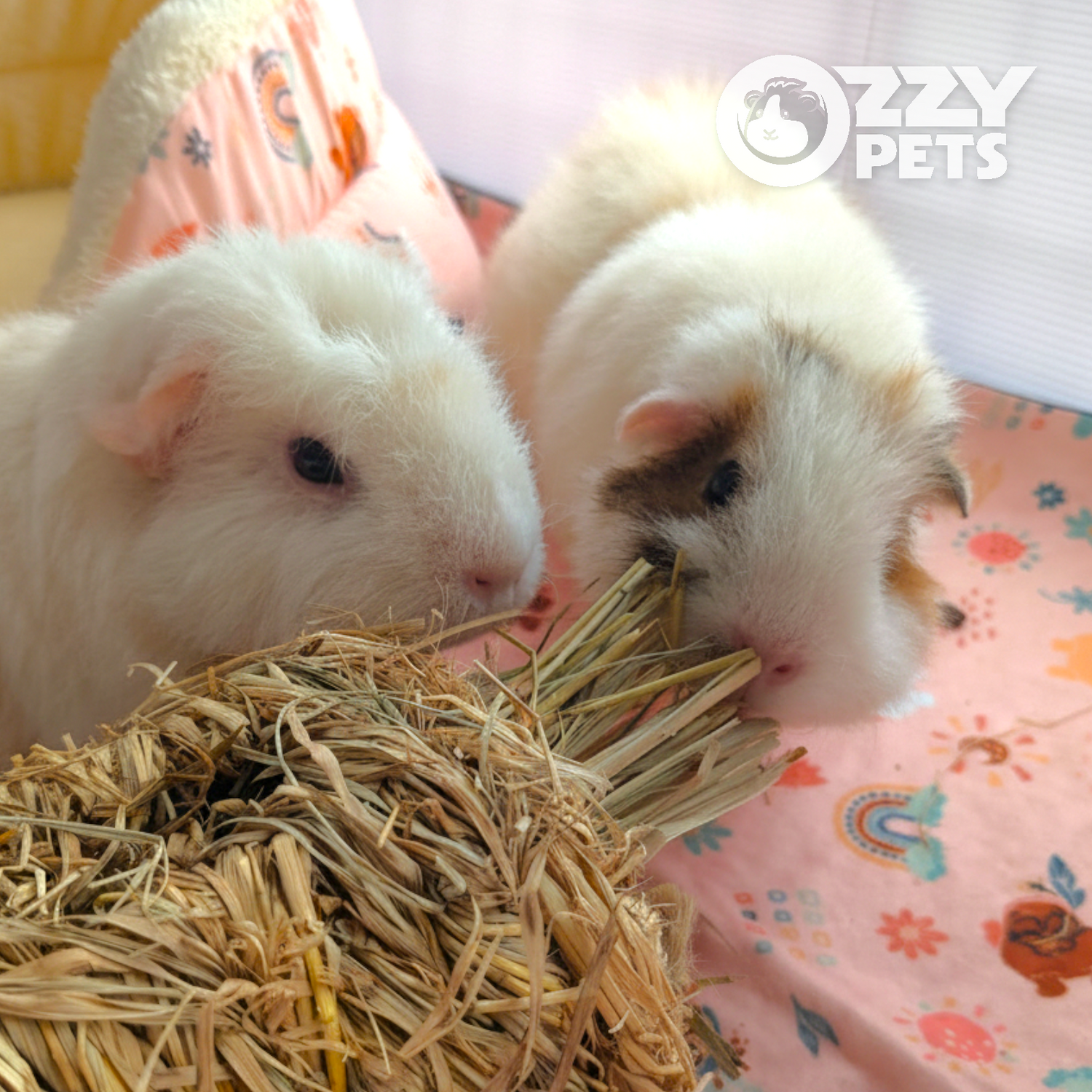 Ozzy Pets Nibble Knot - Large