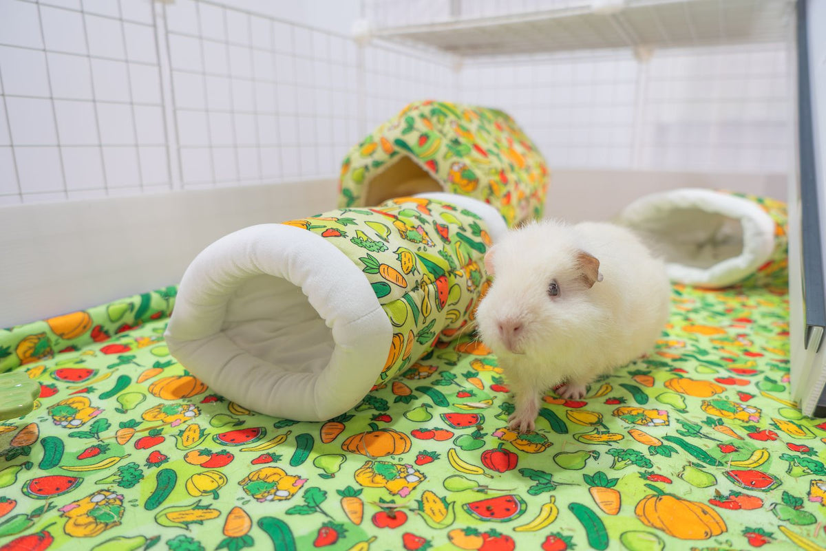 Guinea pig with accessories