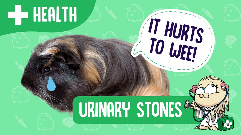 Guinea Pig Pee | Guinea Pigs Australia