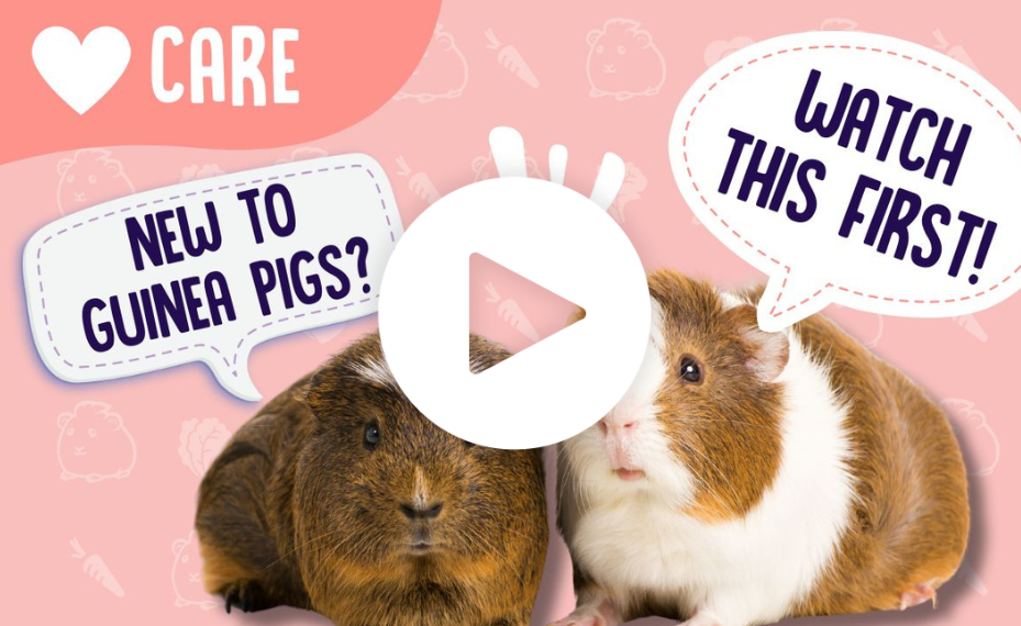 guinea pig pet parent starter guide everything you need to know