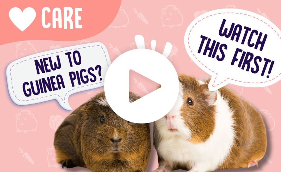 How to Care for Guinea Pigs | Guinea Pig Care Guide – Guinea Pigs Australia