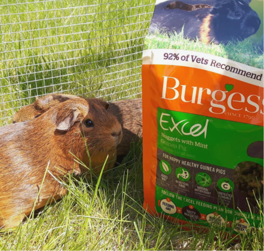 Guinea Pig Pellets | Guinea Pigs Australia