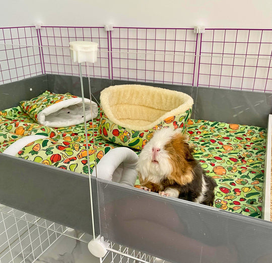 Guinea Pig Cage