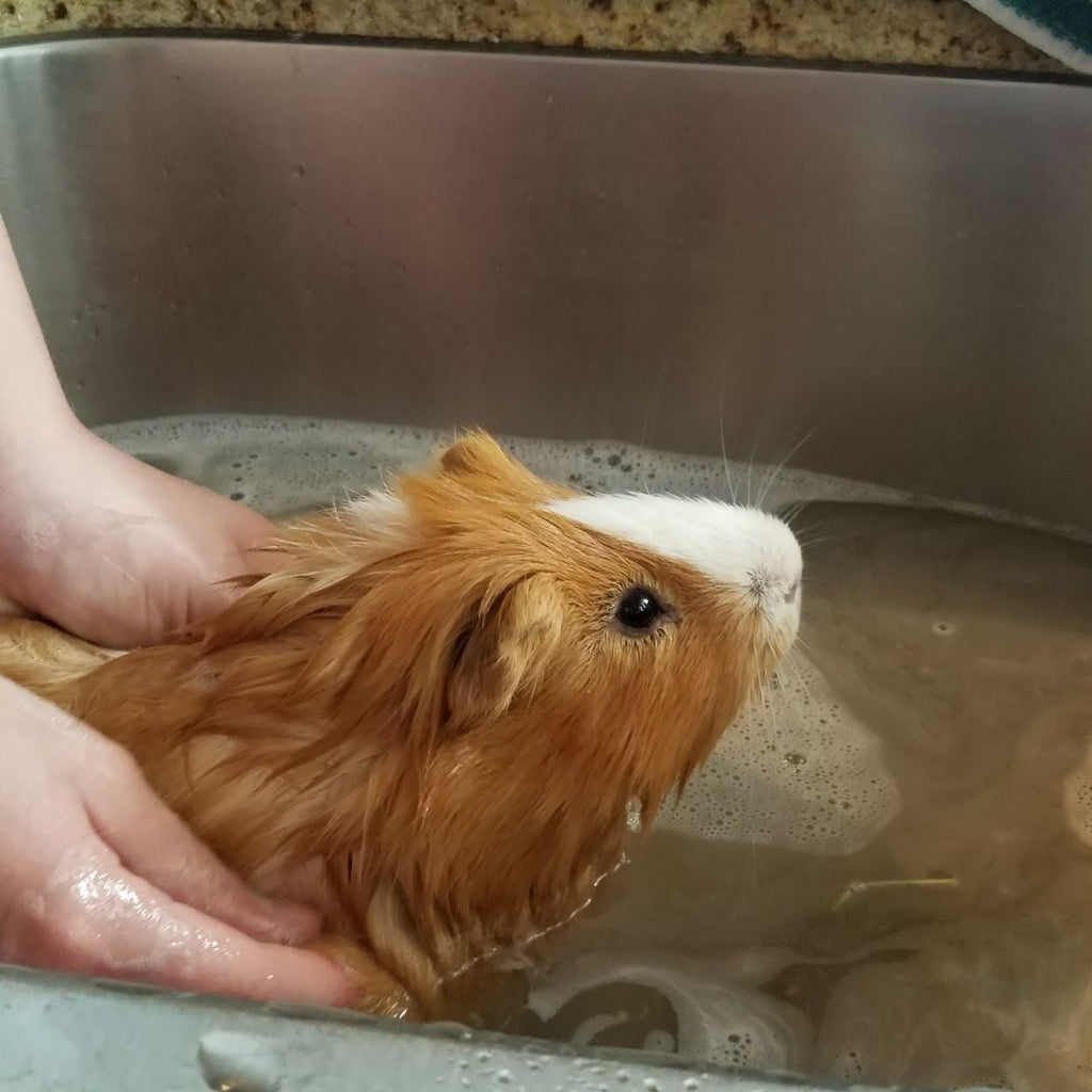 Guinea Pig Bathing in a bath