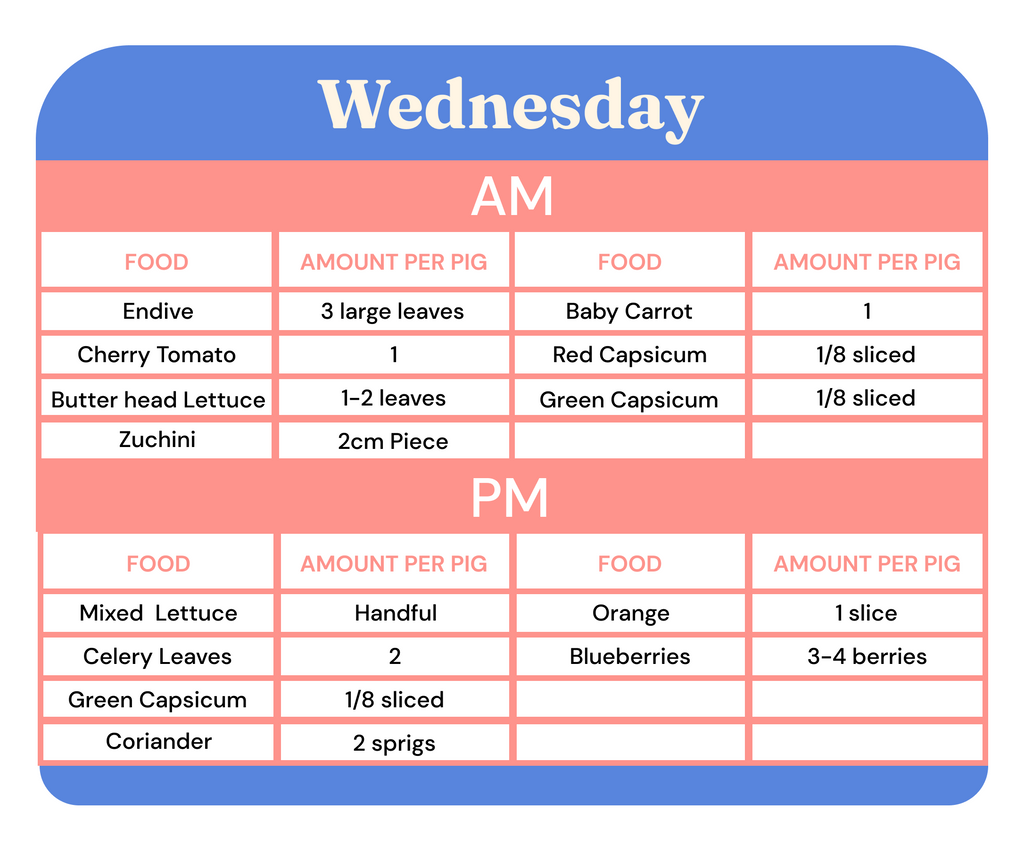 Guinea pig veggies daily hot sale